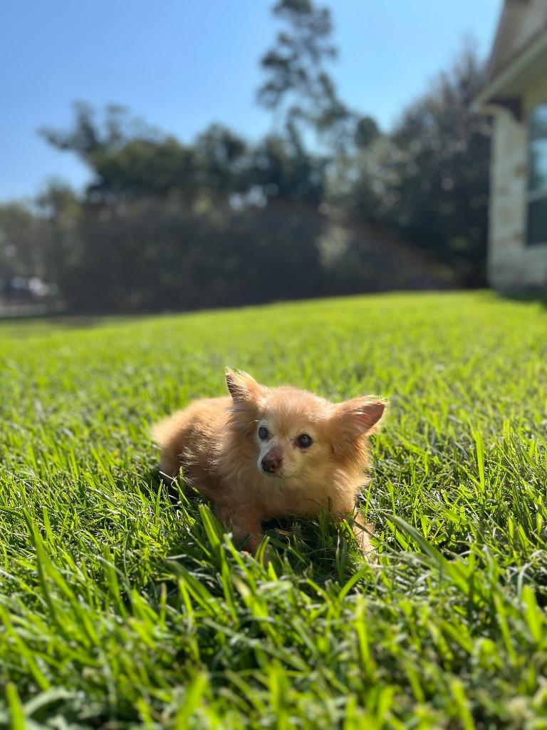 Enlarge Horace, a Adoptable Chihuahua in College Station, TX image 3/6