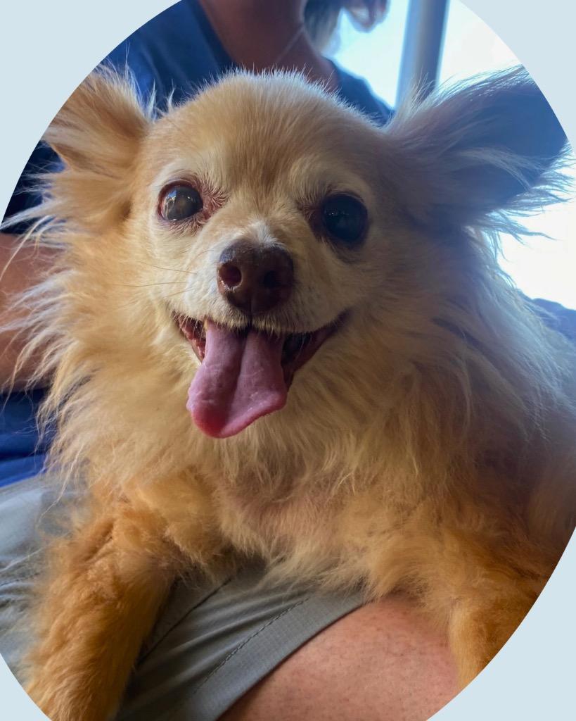 Enlarge Horace, a Adoptable Chihuahua in College Station, TX image 4/6