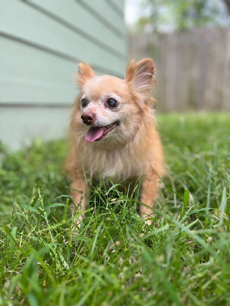 Enlarge Horace, a Adoptable Chihuahua in College Station, TX image 5/6
