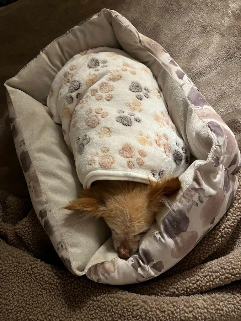 Enlarge Horace, a Adoptable Chihuahua in College Station, TX image 6/6