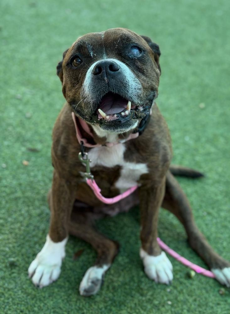 Hemi, Adoptable, Senior Female Boxer.