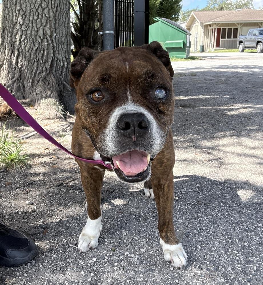 Enlarge Hemi, a Adoptable mixed breed in Lakeland, FL image 2/6