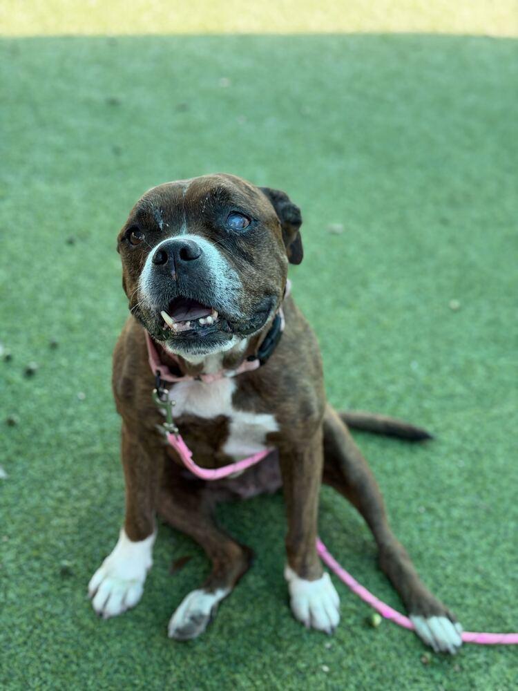 Enlarge Hemi, a Adoptable mixed breed in Lakeland, FL image 3/6