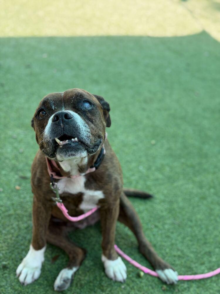 Enlarge Hemi, a Adoptable mixed breed in Lakeland, FL image 4/6
