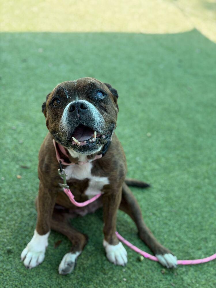 Enlarge Hemi, a Adoptable mixed breed in Lakeland, FL image 5/6
