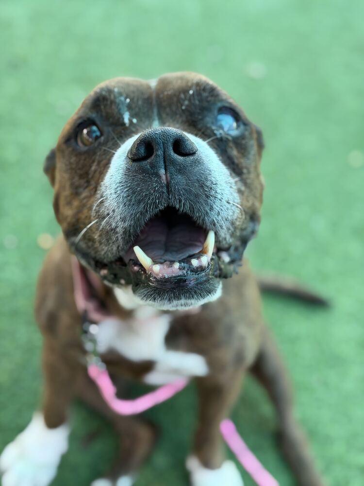 Enlarge Hemi, a Adoptable mixed breed in Lakeland, FL image 6/6