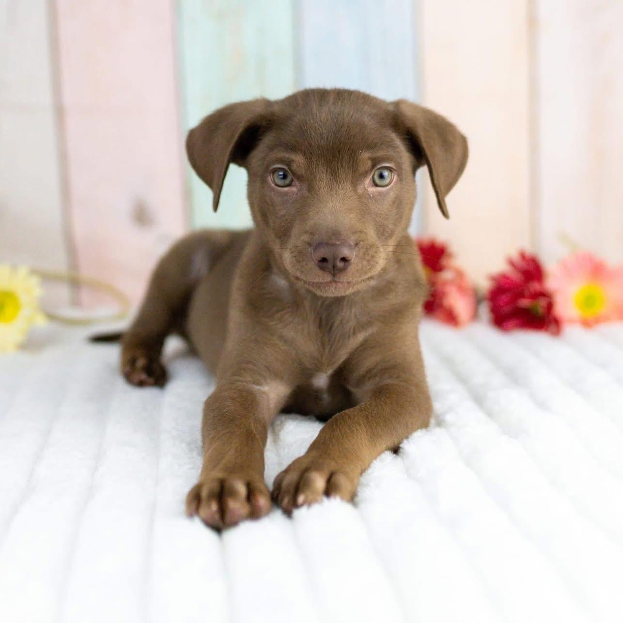 Enlarge Mateo, a Adoptable mixed breed in Smyrna, GA image 6/6