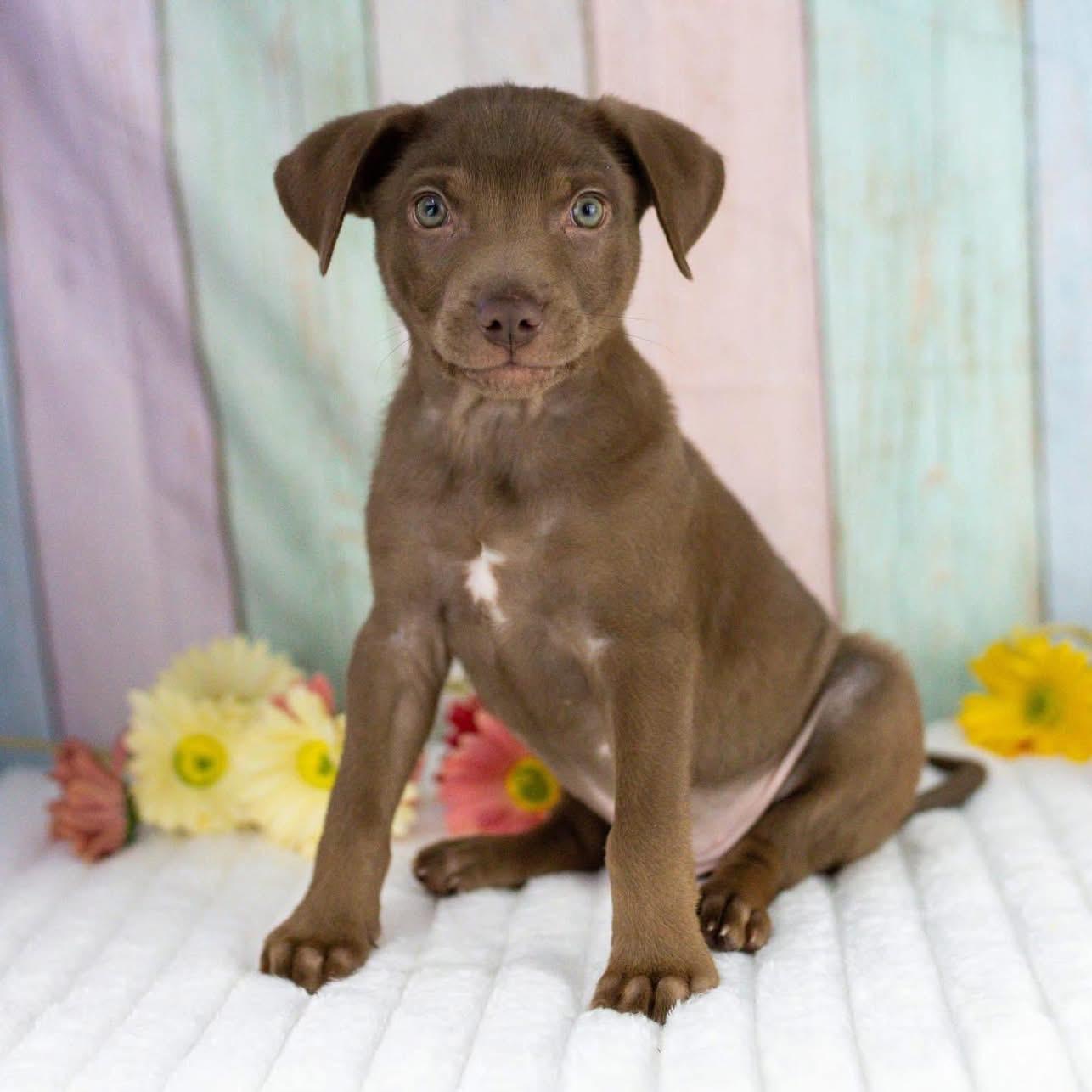 Enlarge Mateo, a Adoptable mixed breed in Smyrna, GA image 1/6