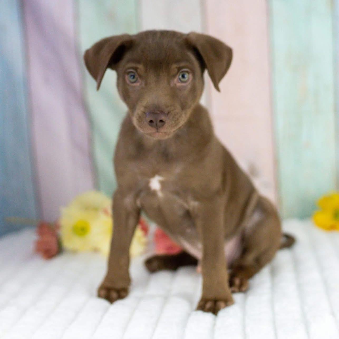 Enlarge Mateo, a Adoptable mixed breed in Smyrna, GA image 3/6