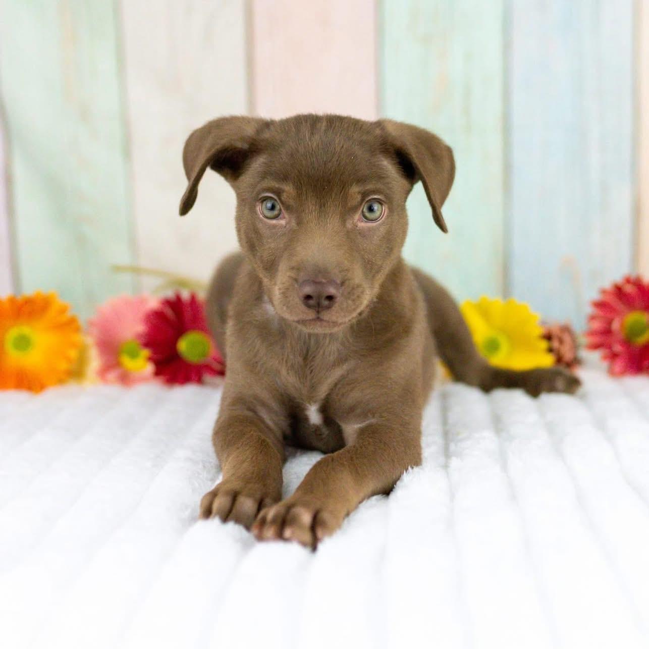 Enlarge Mateo, a Adoptable mixed breed in Smyrna, GA image 2/6
