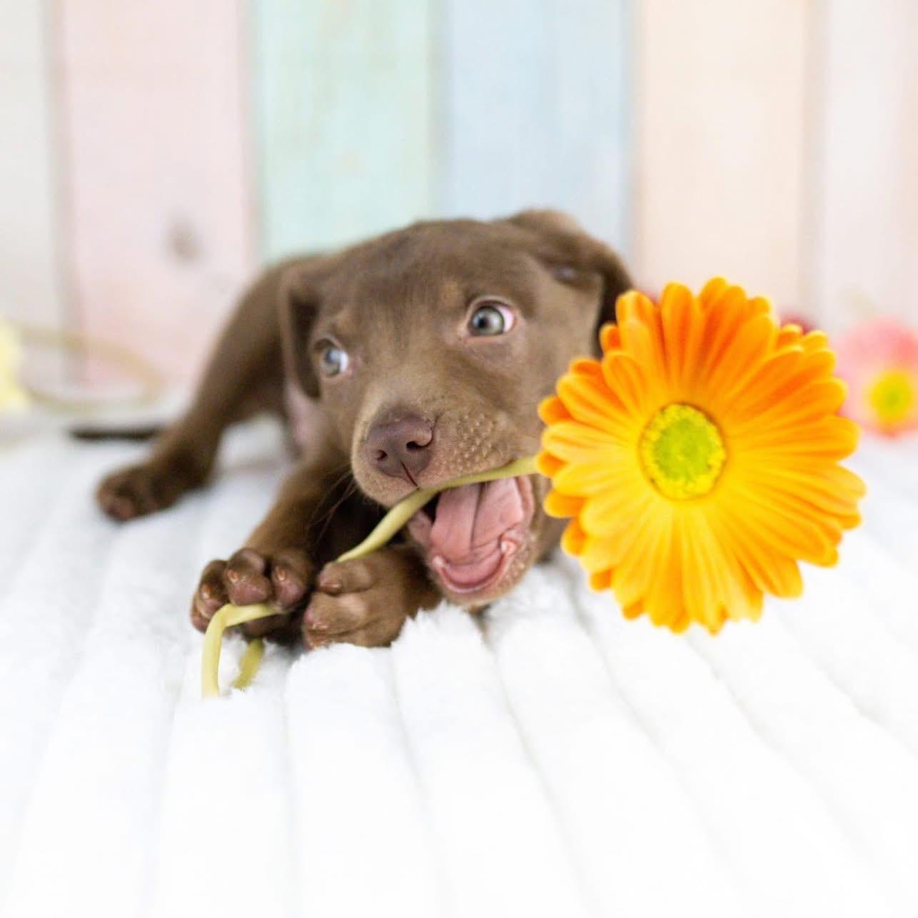 Enlarge Mateo, a Adoptable mixed breed in Smyrna, GA image 5/6