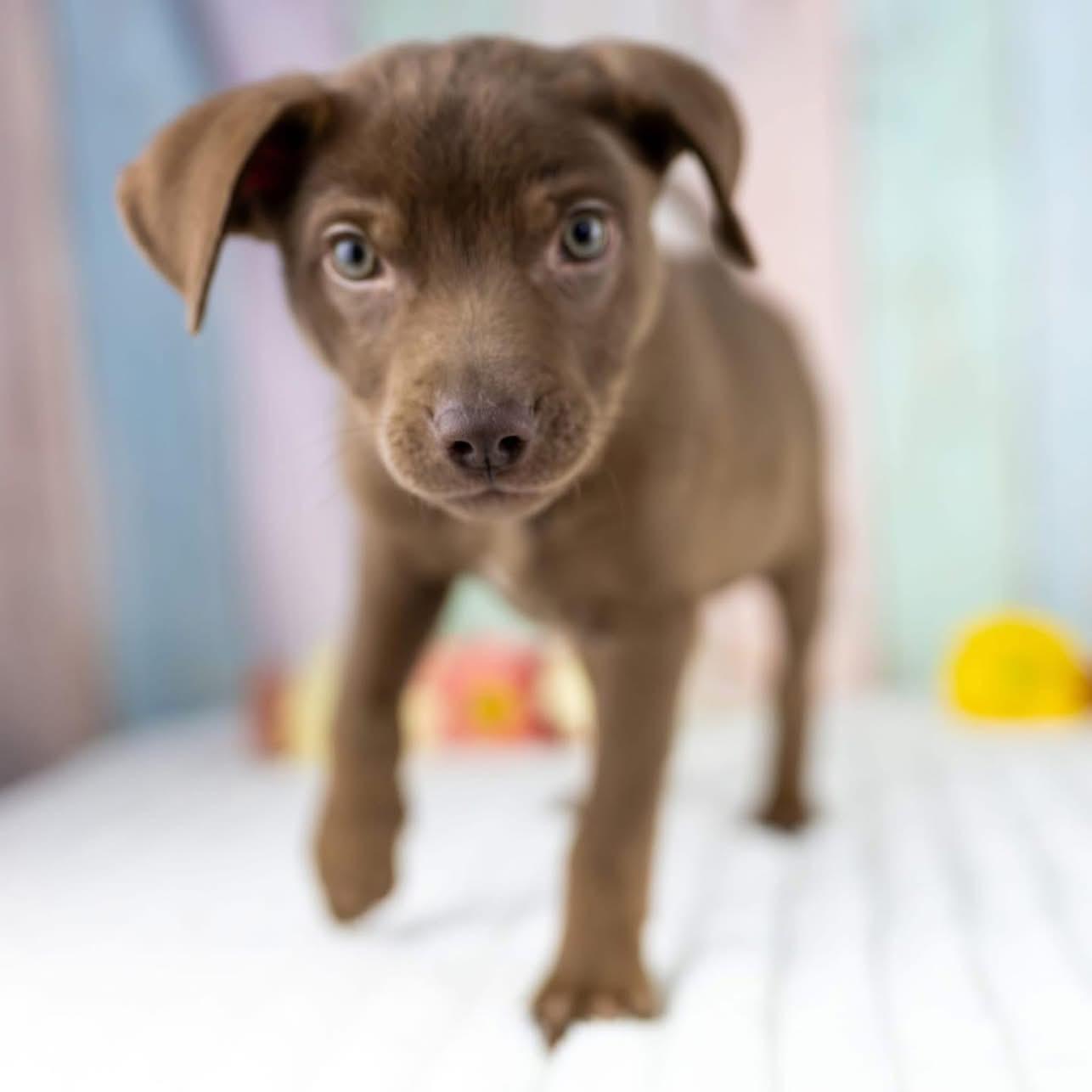 Enlarge Mateo, a Adoptable mixed breed in Smyrna, GA image 4/6