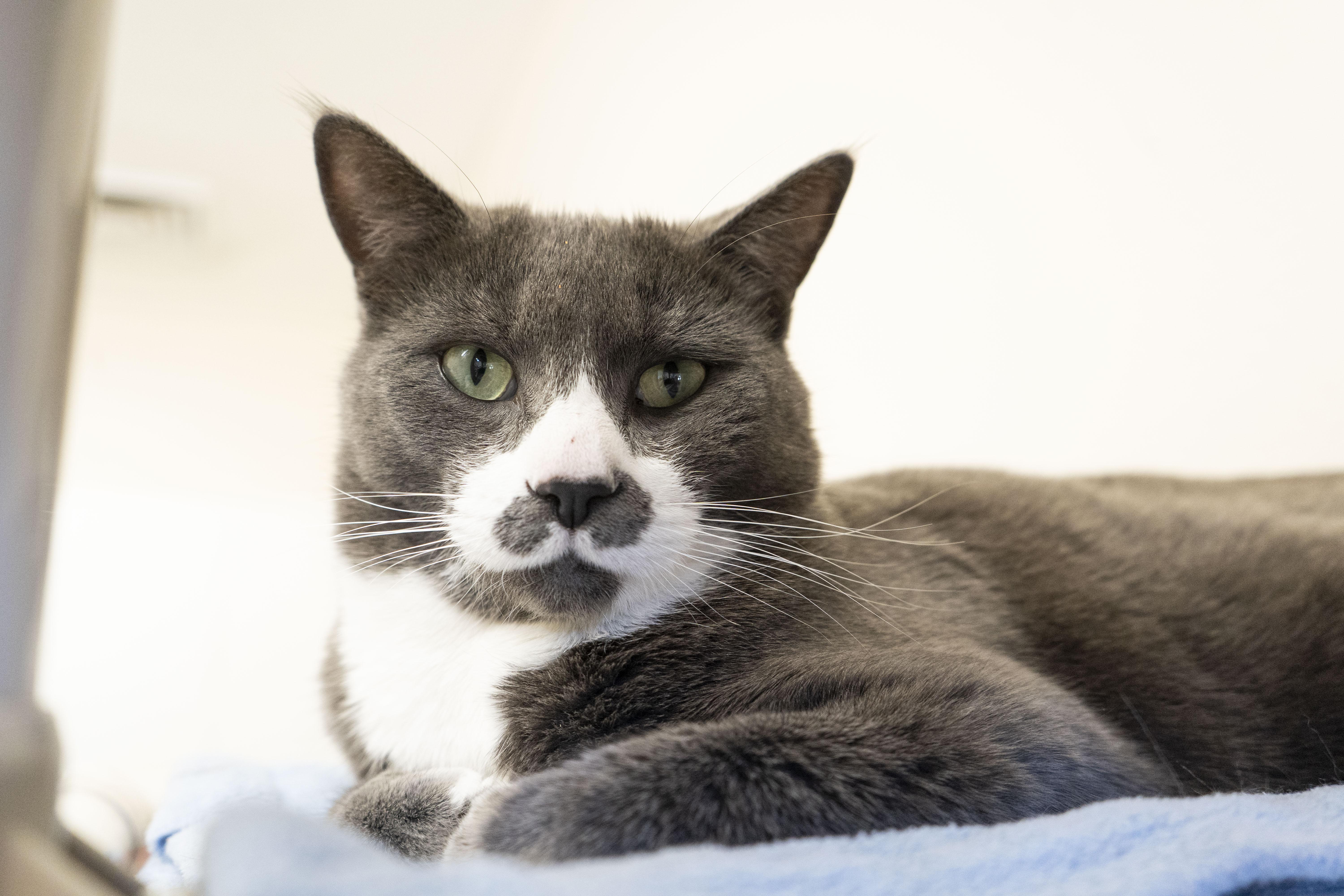 Enlarge Stubs, a ADOPTABLE Domestic Short Hair in Boise, ID image 2/4