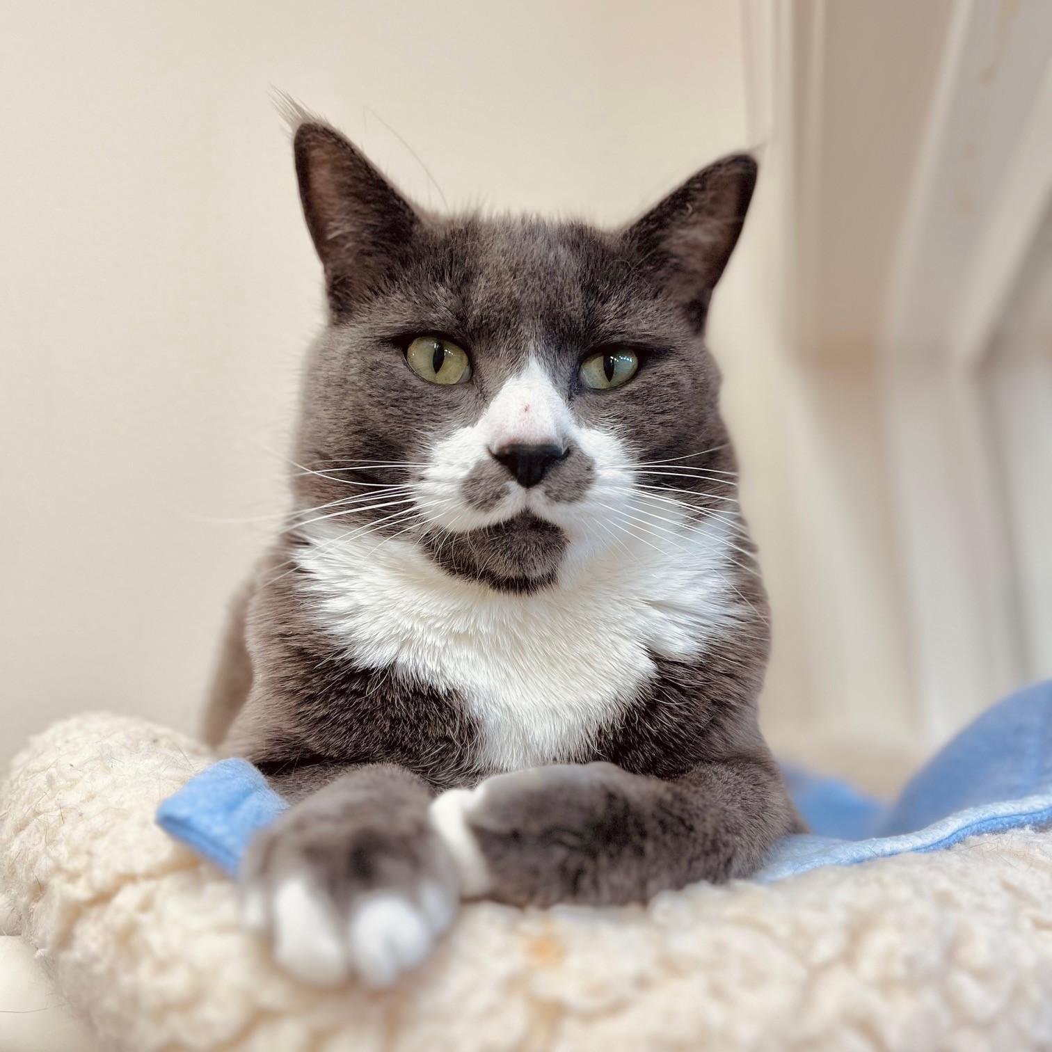 Enlarge Stubs, a ADOPTABLE Domestic Short Hair in Boise, ID image 1/4