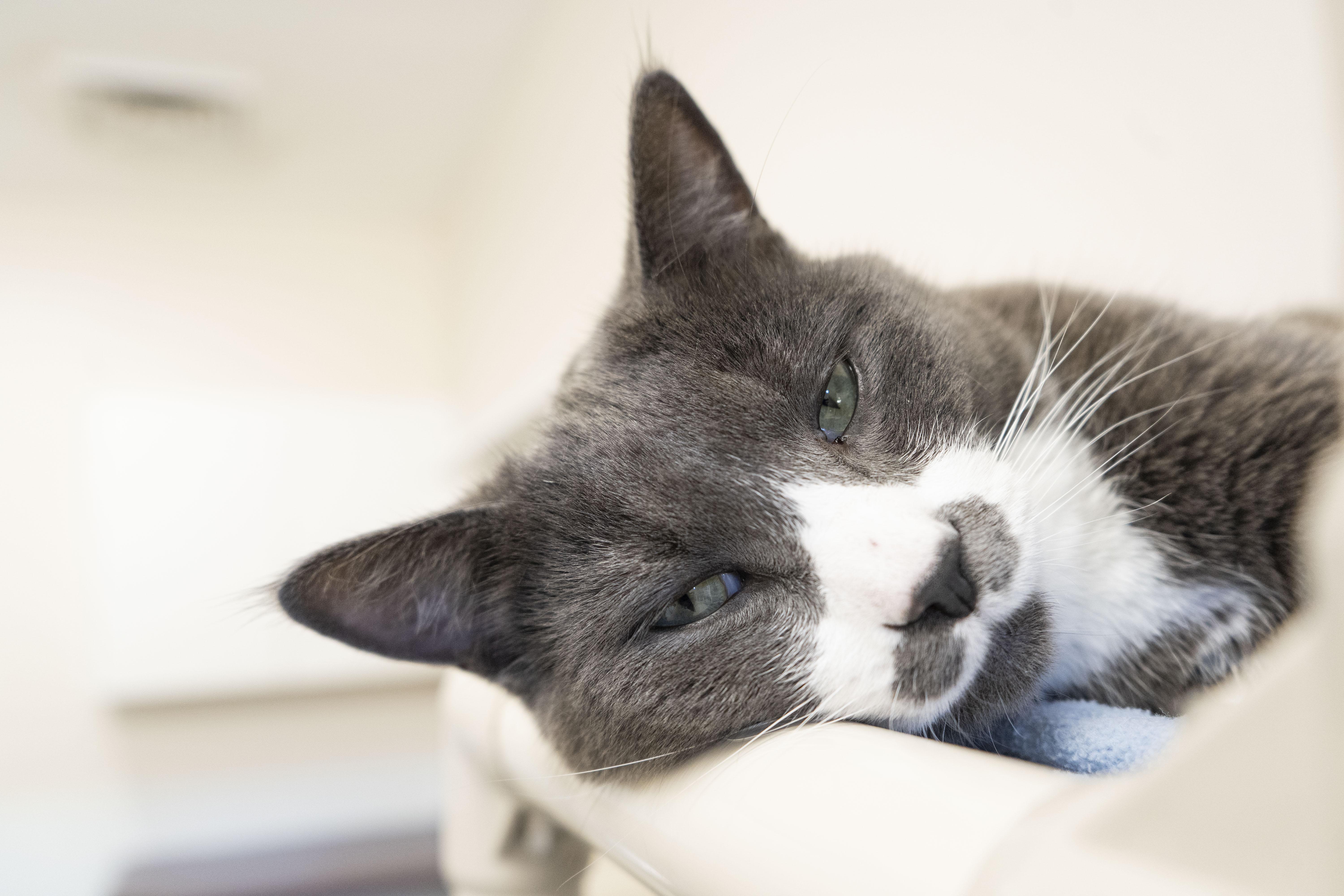 Enlarge Stubs, a ADOPTABLE Domestic Short Hair in Boise, ID image 4/4