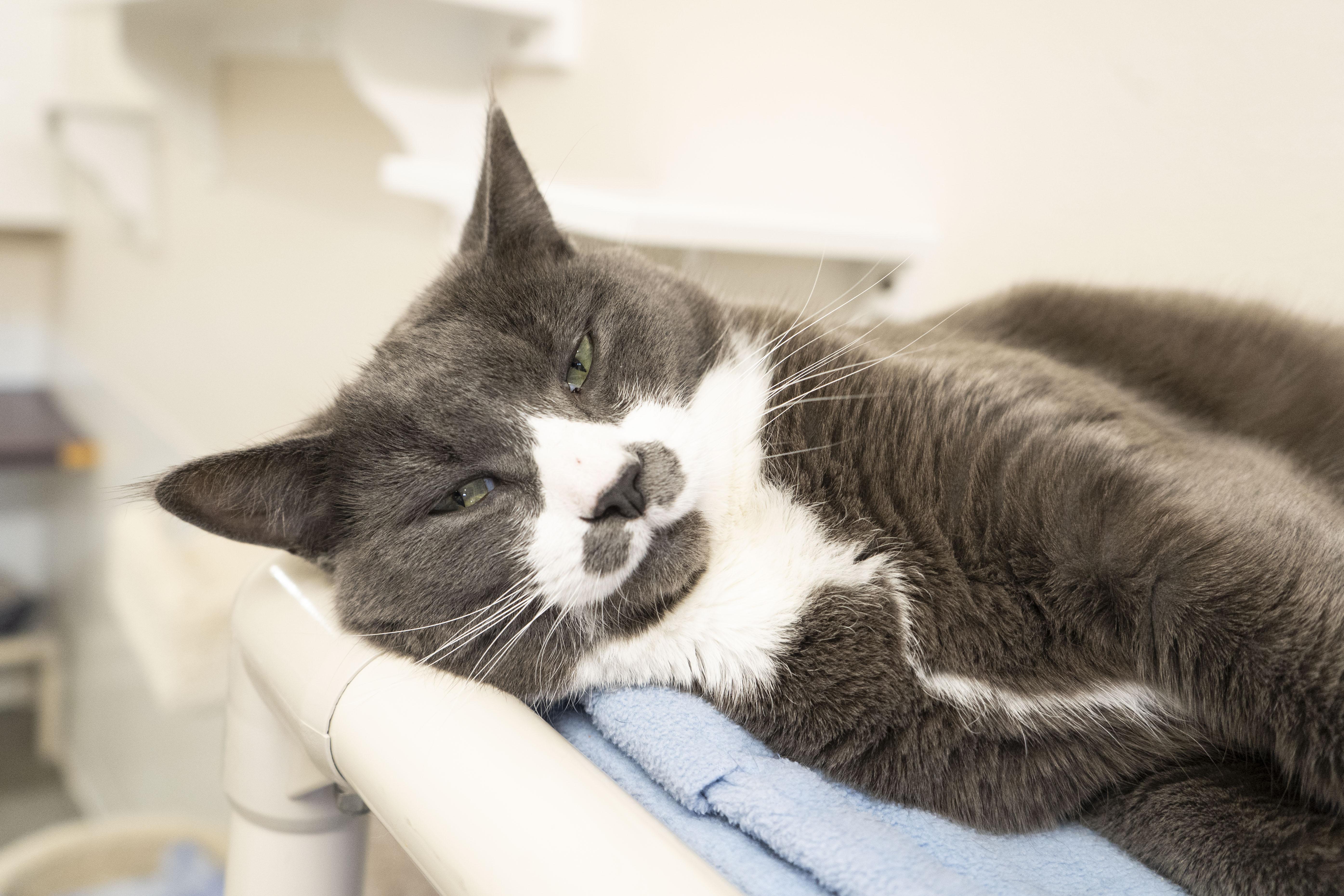 Enlarge Stubs, a ADOPTABLE Domestic Short Hair in Boise, ID image 3/4