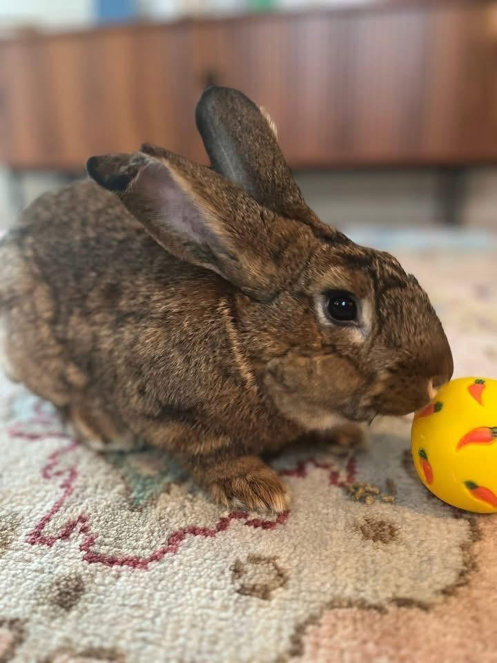 Enlarge Kettle Corn, a Adoptable New Zealand in St. Charles, MO image 4/5