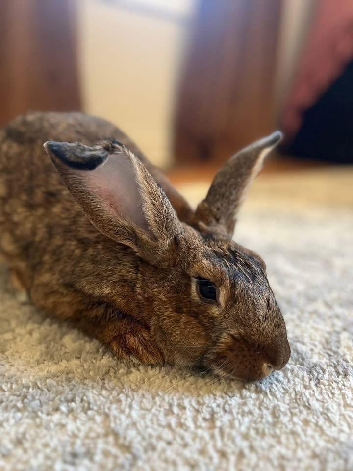 Enlarge Kettle Corn, a Adoptable New Zealand in St. Charles, MO image 5/5