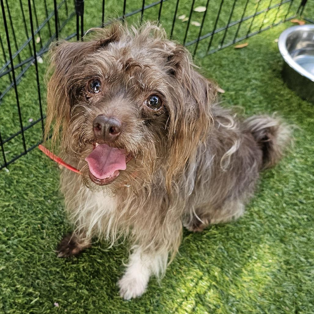 Enlarge Chase, a Adoptable Mixed Breed in Myrtle Beach, SC image 3/3