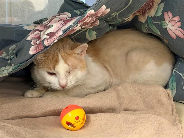 LEFTY, Adoptable, Young Male Domestic Short Hair.