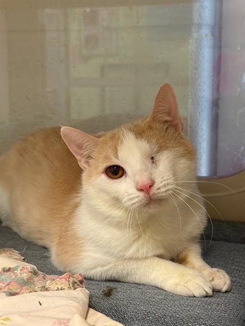 Enlarge LEFTY, a Adoptable Domestic Short Hair in Louisville, KY image 1/1