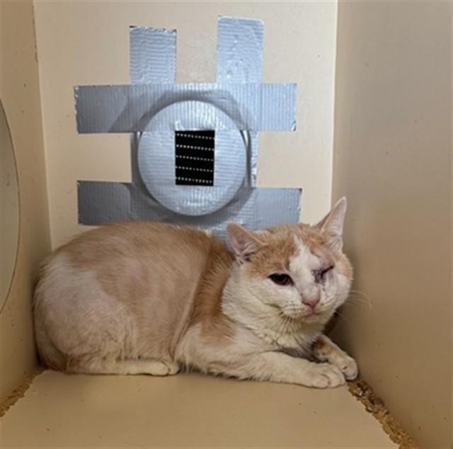 Enlarge LEFTY, a Adoptable Domestic Short Hair in Louisville, KY image 1/1