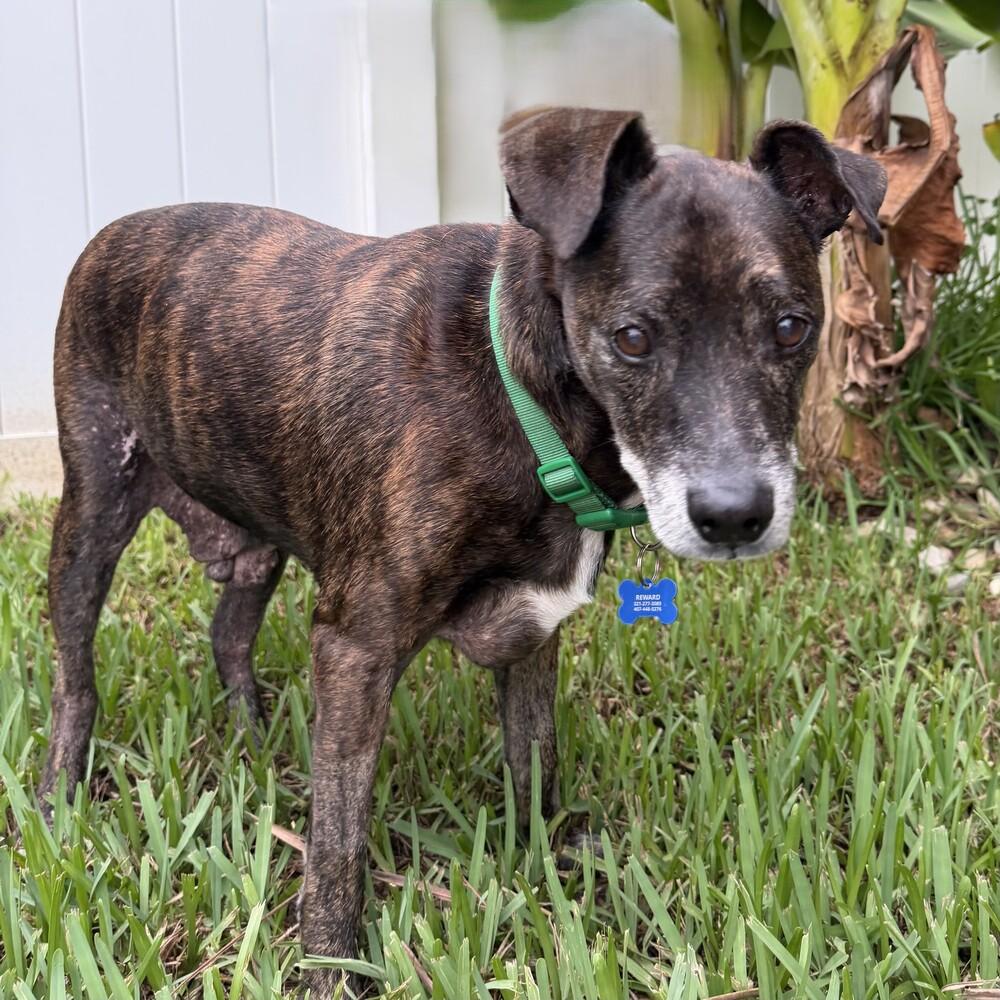 Stewie, Adoptable, Senior Male Mountain Cur & Terrier.