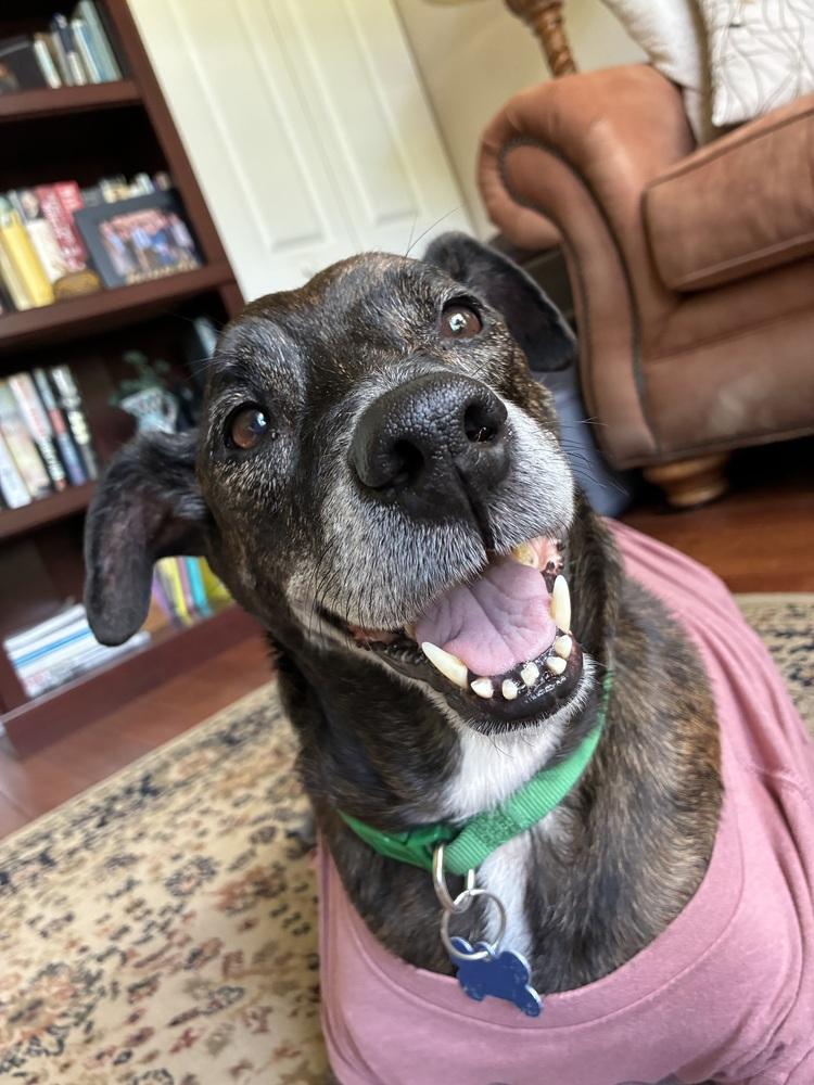 Enlarge Stewie, a Adoptable mixed breed in Orlando, FL image 2/6