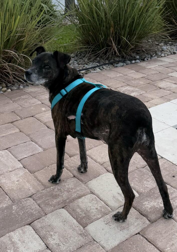 Enlarge Stewie, a Adoptable mixed breed in Orlando, FL image 3/6