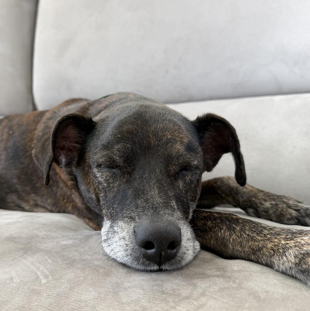 Enlarge Stewie, a Adoptable mixed breed in Orlando, FL image 4/6