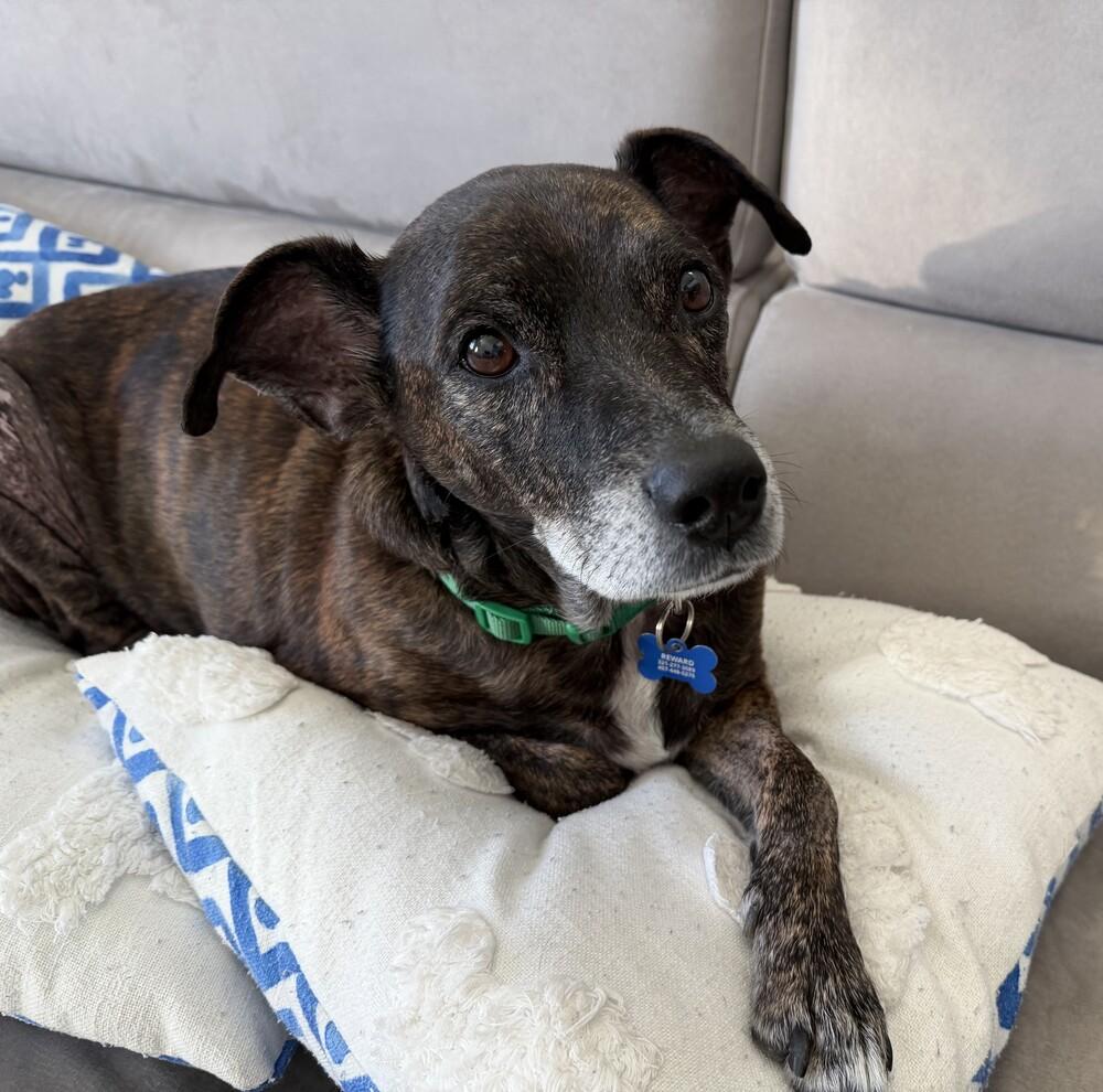 Enlarge Stewie, a Adoptable mixed breed in Orlando, FL image 5/6