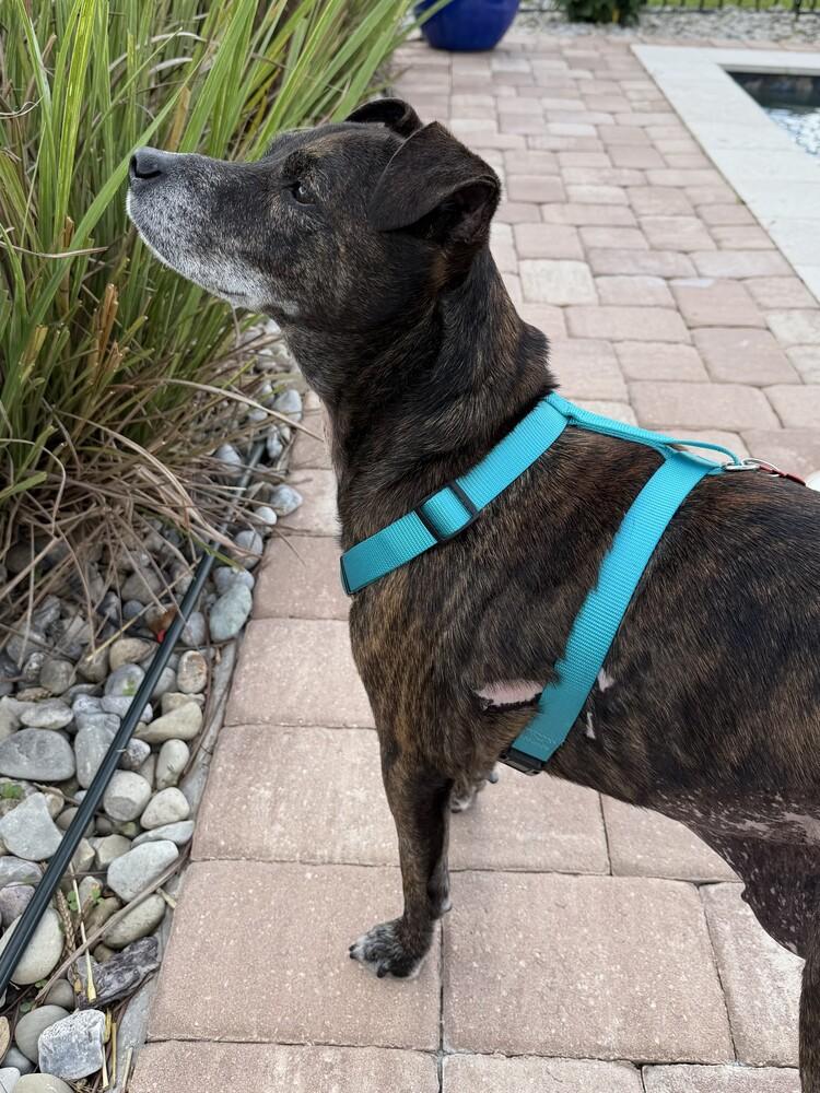 Enlarge Stewie, a Adoptable mixed breed in Orlando, FL image 6/6