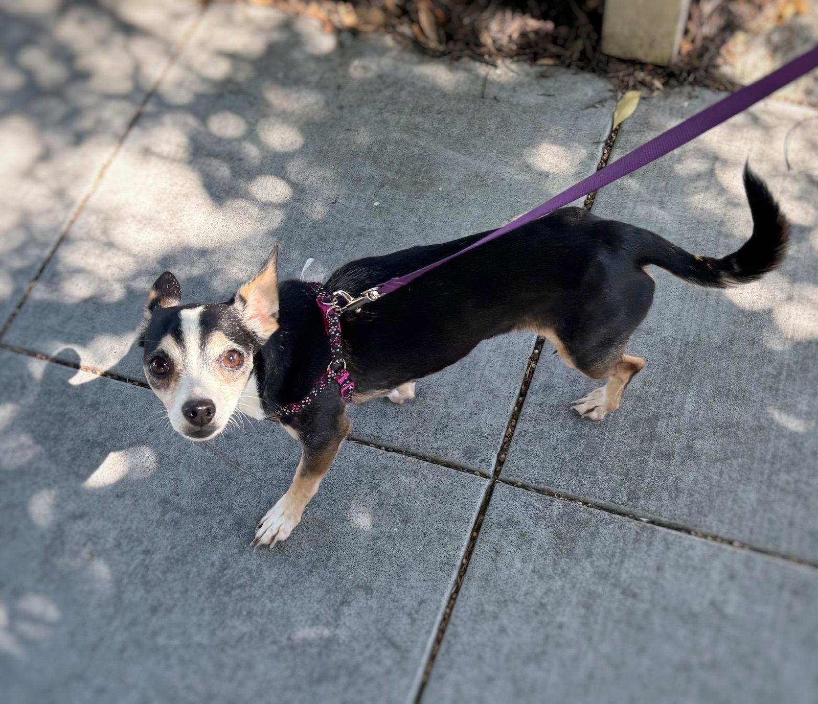 Enlarge *Kikakee Camp, a Adoptable Chihuahua in Pittsburg, CA image 2/3