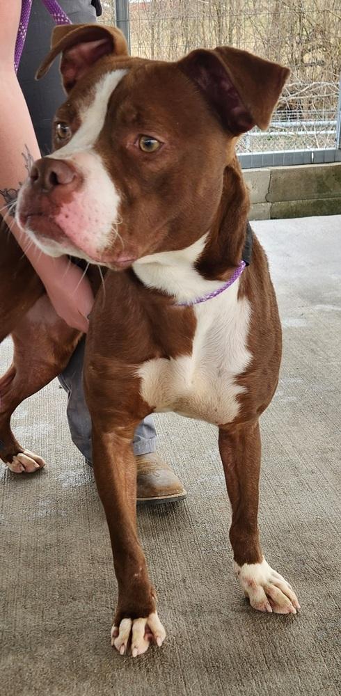 Coach, Adoptable, Young Female American Bully.