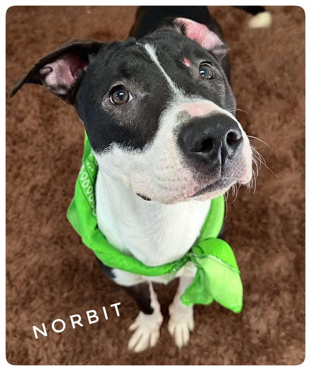 Norbit