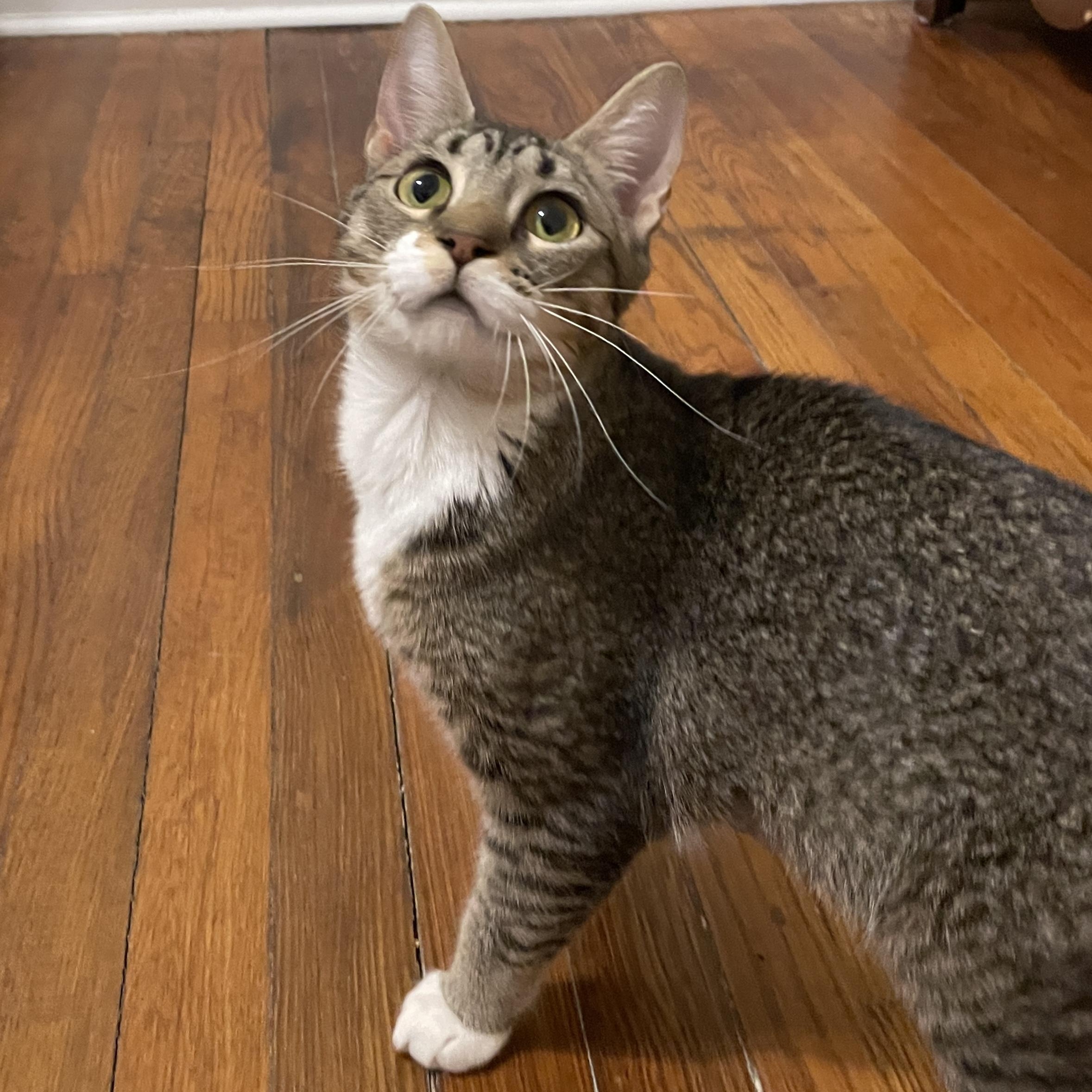 Mama Kitty, a Adoptable Domestic Short Hair in Richmond, VA image 1/6