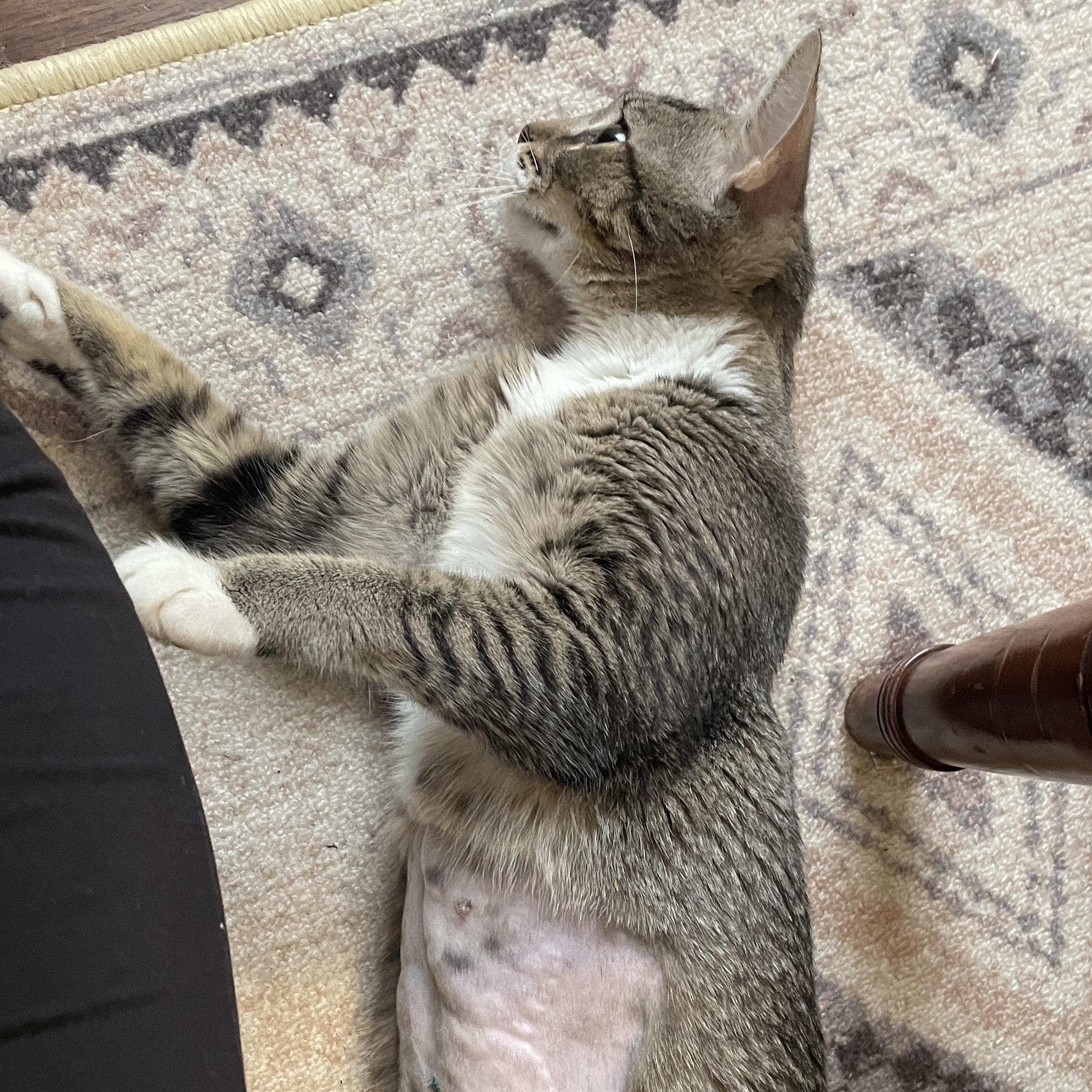 Mama Kitty, a Adoptable Domestic Short Hair in Richmond, VA image 3/6
