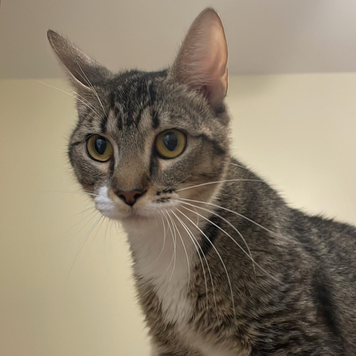 Mama Kitty, a Adoptable Domestic Short Hair in Richmond, VA image 5/6