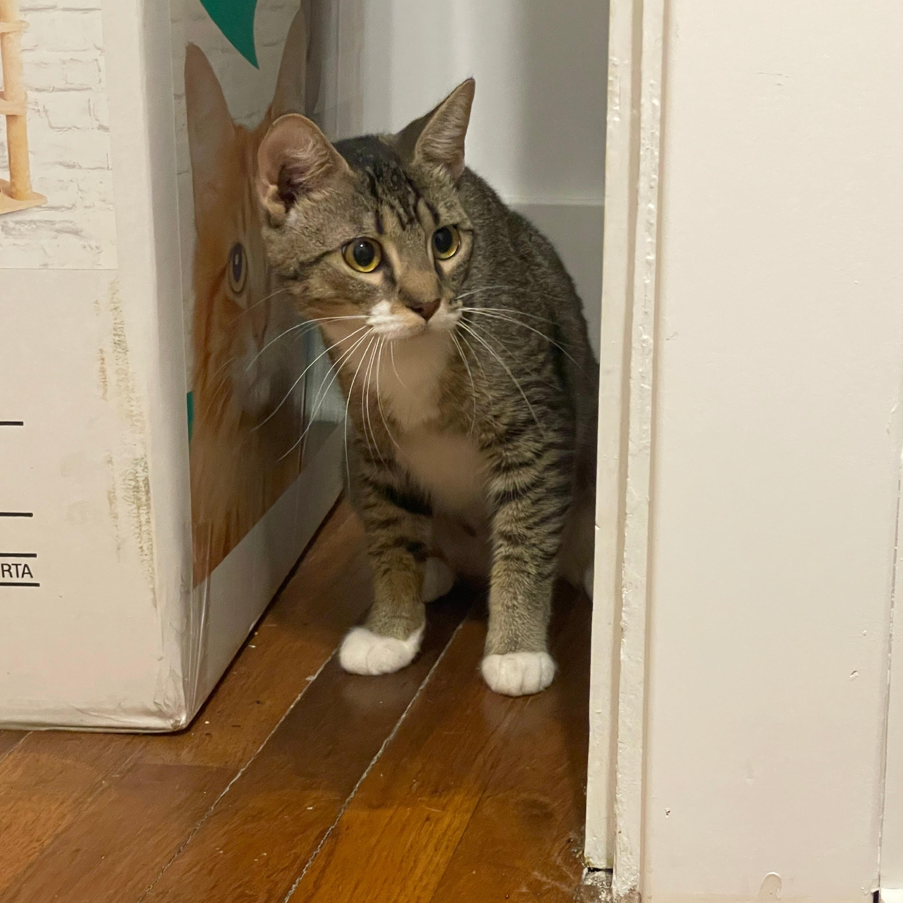 Mama Kitty, a Adoptable Domestic Short Hair in Richmond, VA image 6/6