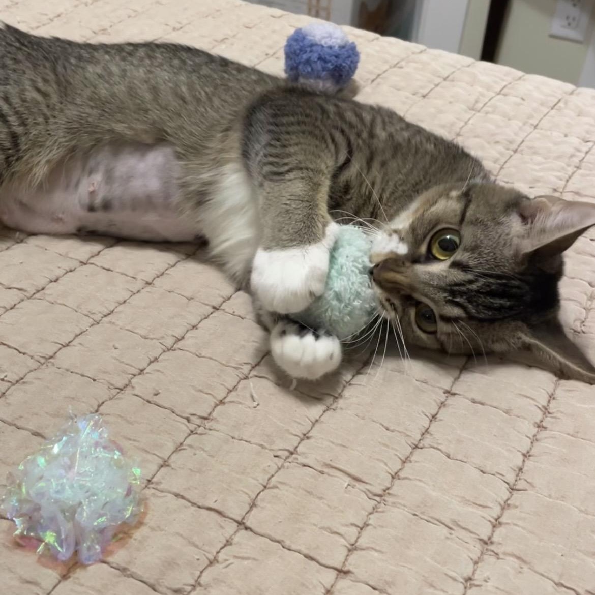 Mama Kitty, a Adoptable Domestic Short Hair in Richmond, VA image 2/6
