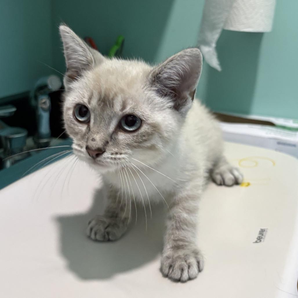 Zuko, Adoptable, Kitten Male Domestic Short Hair.