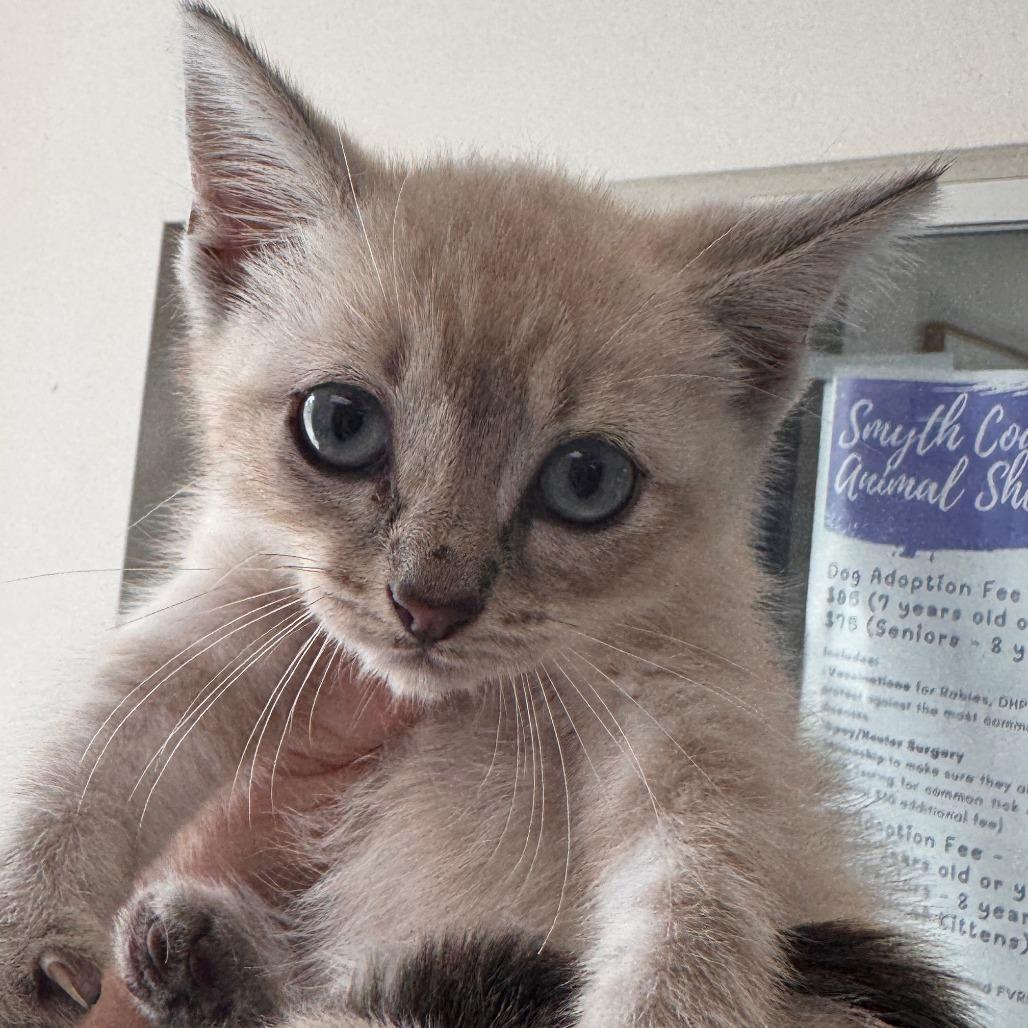 Zuko, a Adoptable Domestic Short Hair in Marion, VA image 2/3