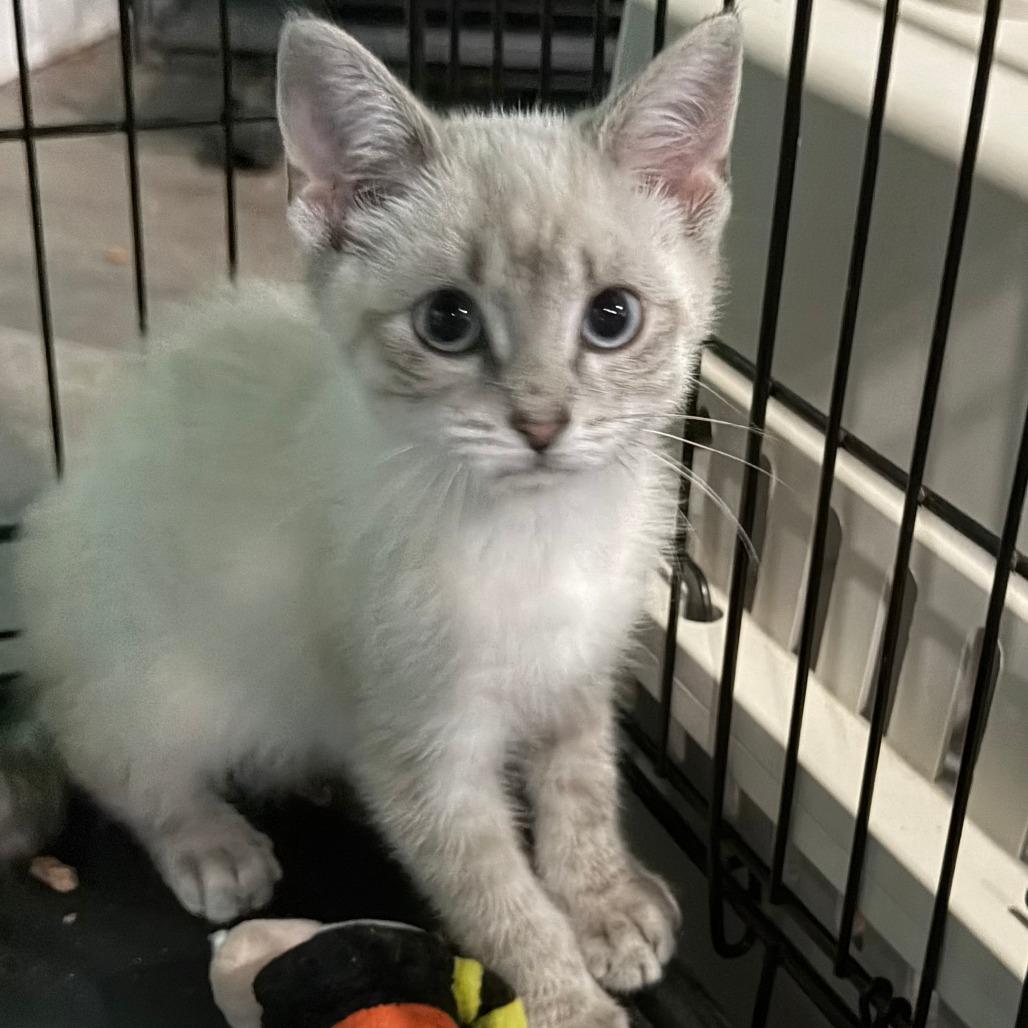 Zuko, a Adoptable Domestic Short Hair in Marion, VA image 3/3