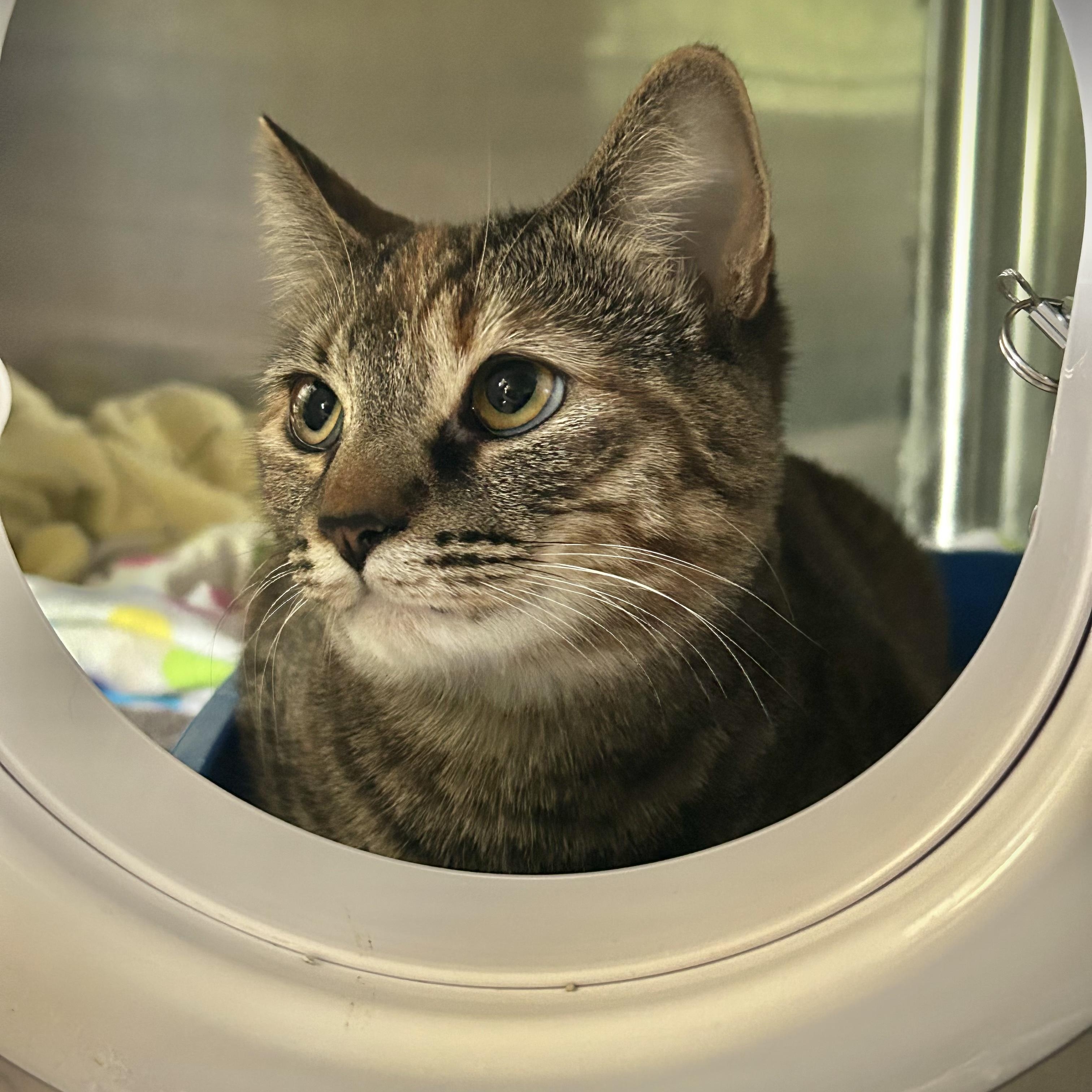 Cake, Adoptable, Young Female Domestic Short Hair.