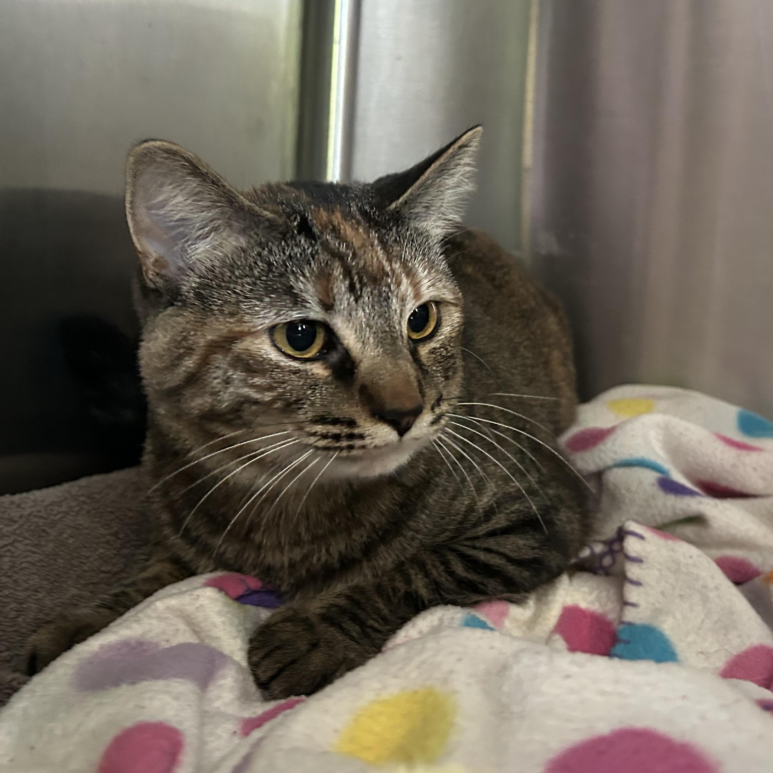 Cake, a Adoptable Domestic Short Hair in Seymour, TN image 2/2
