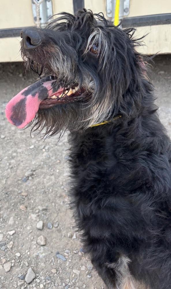 Moose, Adoptable, Young Male Aussiedoodle.