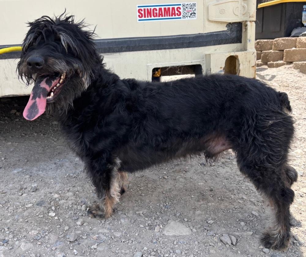 Enlarge Moose, a Adoptable mixed breed in Draper, UT image 2/3