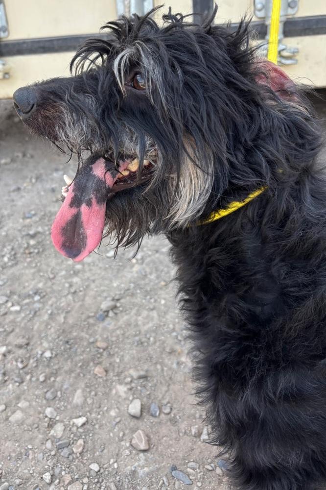 Enlarge Moose, a Adoptable mixed breed in Draper, UT image 3/3