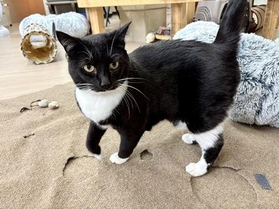 Maya, Adoptable, Adult Female Domestic Short Hair.