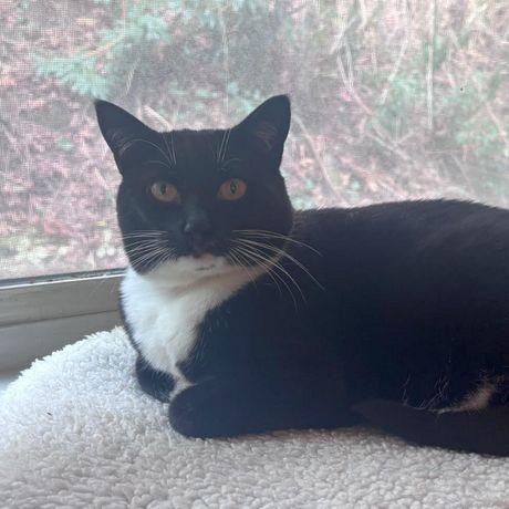 Enlarge Maya, a Adoptable Domestic Short Hair in Portland, OR image 2/5